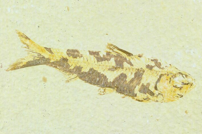 Bargain Fossil Fish (Knightia) - Wyoming #126197
